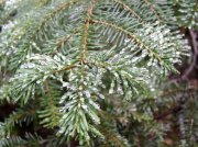 Newton Creek Oct 16 2005 051 